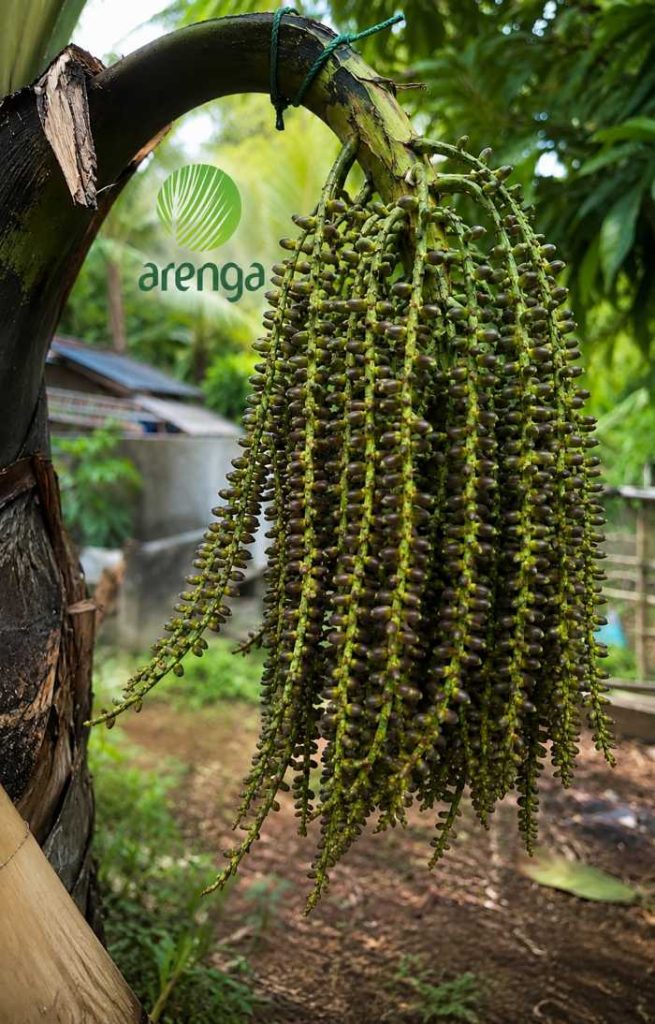 Tandan bunga atau manggar dari pohon aren yang menjuntai, tempat disadapnya air nira segar yang menjadi bahan baku utama pembuatan gula aren.