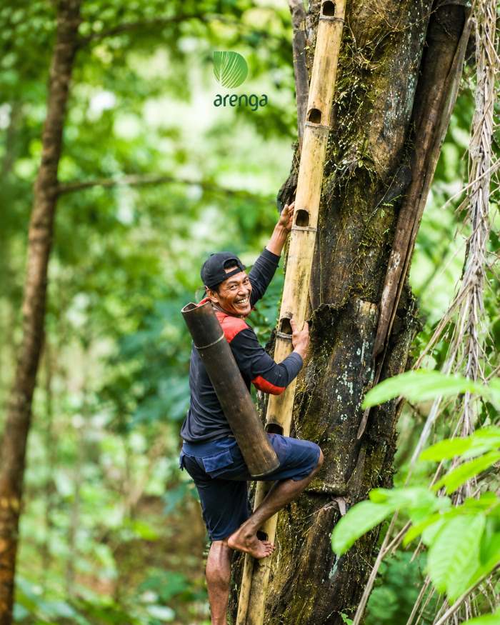 Gula Aren Organik Banten: Perjalanan Nira dari Pohon Aren hingga Menjadi Gula Aren Arenga