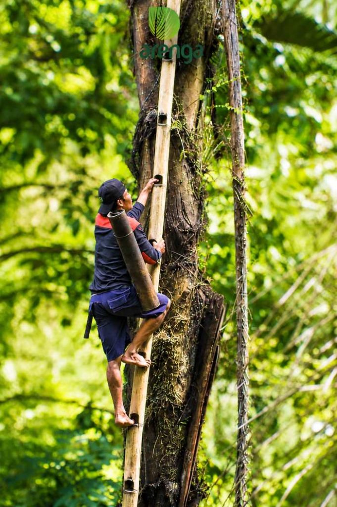 Mendaki sigai untuk mengambil nira aren. Perhatikan, anak tangganya, hanya ujung jari yang bisa lewat di lubang tersebut. Betapa kuatnya kaki para penderes ini