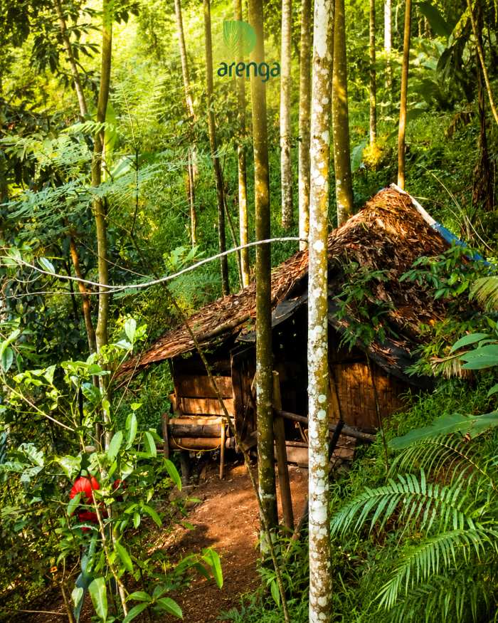 Mengapa dapur pengolahan selalu berada di tengah kebun? Ada sejarahnya, Sobat Arenga