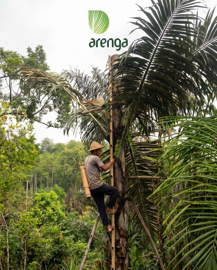 Seorang penderes nira sedang menaiki sigai, tangga bambu tunggal,  untuk menyadap nira
