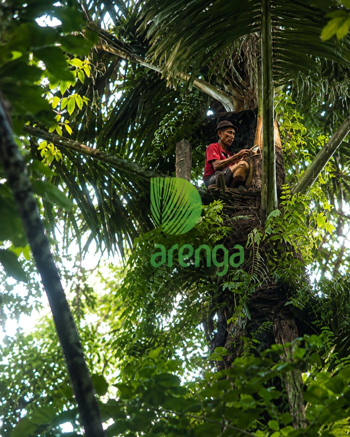 Pohon Aren: Mengenal Tanaman Penghasil Nira dan Gula Aren